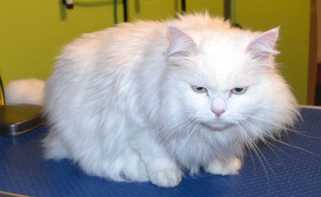 Lennon is a Long hair Domestic. He had his Matted fur shaved off, nails clipped, wash n blow dry and Green Softpaw nail caps.  Pampered by Kylies Cat Grooming Services Also All Size Dogs.