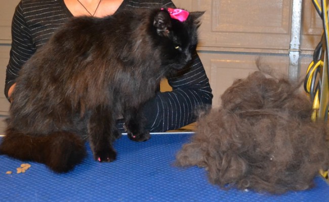 Puss Puss is a Long Hair Domestic. She had her fur raked, nails clipped, wash n blow-dry and Pink Softpaw nail Caps put on.  Pampered by Kylies Cat Grooming Services Also All Size Dogs.
