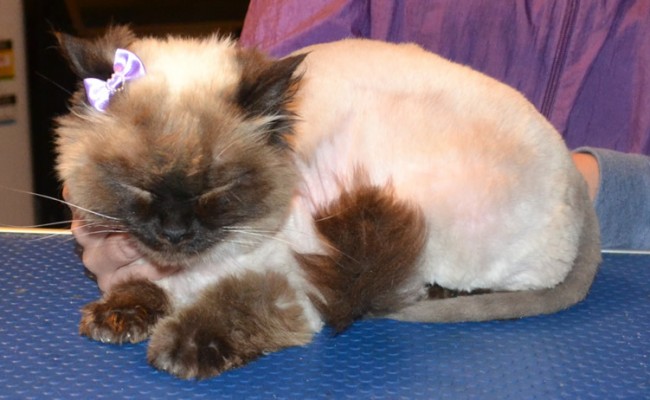 Angel is a Ragdoll. She had her matted fur shaved off, nails clipped, ears cleaned, wash n blow-dry and Frontline 1 month Flea Applicator.  Pampered by Kylies cat Grooming services Also All Size Dogs.