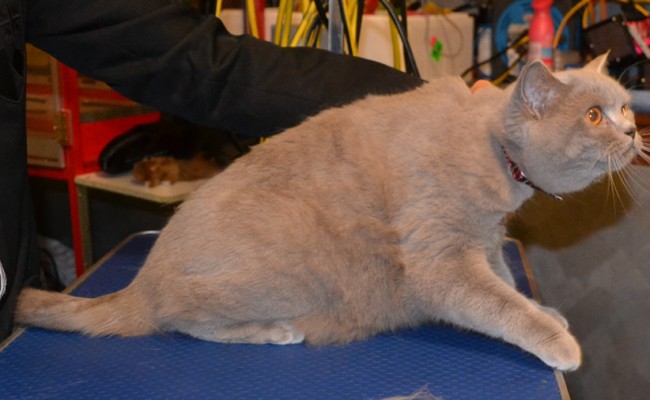 Before – Totoro is a British Short Hair, She had her fur raked, nails clipped, wash n blow-dry and a full set of Glitter Purpler Softpaw Nail Caps.  Pampered by Kylies cat Grooming Services Also All Size Dogs.