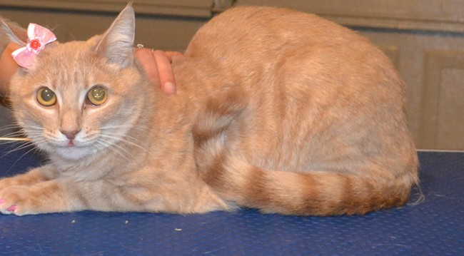 Misty is an Australian Mist.  She had her nails clipped and a full set of Baby Pink Softpaw nail Caps.  Pampered by Kylies Cat Grooming Services Also All Size Dogs.