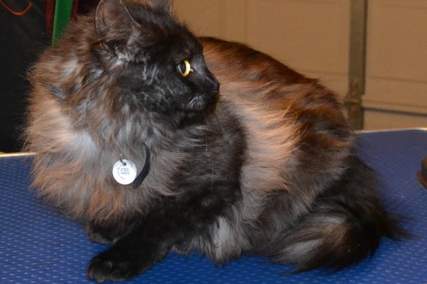 Frank is a Long hair Tabby.  He had a comb clip, nails clipped and ears cleaned.  Pampered by Kylies Cat Grooming Services Also All Size Dogs.