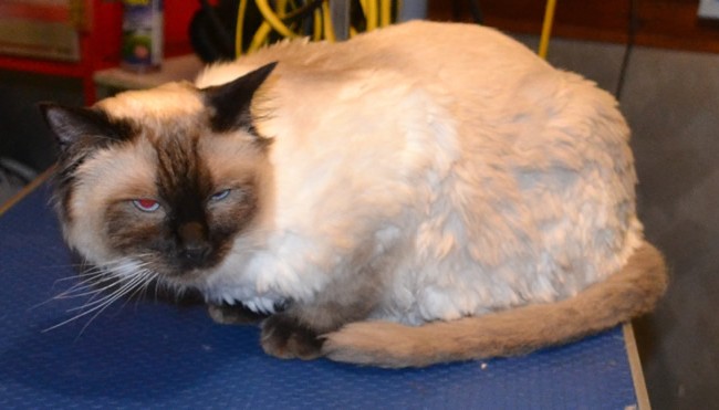Winston is a Ragdoll. He had a medium length comb clip. nails clipped, ears cleaned and Black Softpaw nails caps.  Pampered by Kylies Cat Grooming Services Also All Size Dogs.