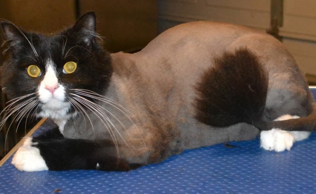 Hei is a Long hair Domestic.  He had his fur shaved, nails clipped and ears cleaned. Pampered by Kylies Cat Grooming services Also All Size Dogs.