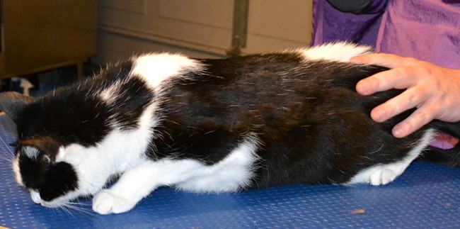 Patchy is a Short hair Domestic. He had his fur shaved down, nails clipped, ears cleaned and Green Softpaw nail Caps.  Pampered by Kylies Cat Grooming Services Also All Size Dogs.