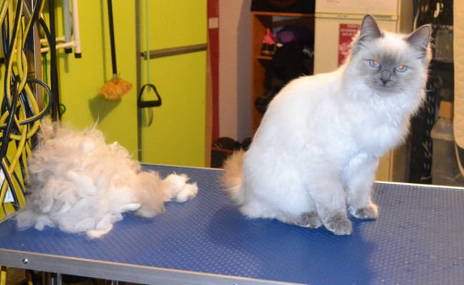 Zen is a 5mth old Bluepoint Ragdoll. He had his fur raked, nails clipped, ears cleaned and a wash n blow-dry. This is his Blue Steel pose.  Pampered by  Kylies Cat Grooming Services Also All Size Dogs.