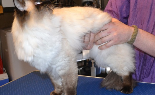 Winston is a Ragdoll. He had his matted fur shaved off, nails clipped, ears cleaned and a wash n blow-dry.  Pampered by Kylies Cat Grooming Services Also All Size Dogs.