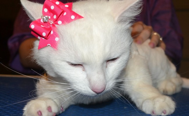 Gia is a Medium hair Domestic. She had her fur shaved down, nails clipped and Glitter Pink Softpaw nails caps. Pampered by Kylies cat grooming services Also All Size Dogs.