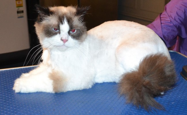 Bailey is a Ragdoll. He had his matted fur shaved, nails clipped, eyes and ears cleaned and some Blue Softpaw nails caps put on.  Pampered by Kylies cat Grooming services Also All Size Dogs.