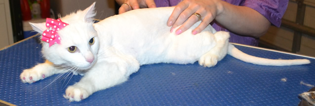 Gia is a Medium hair Domestic. She had her fur shaved down, nails clipped and Glitter Pink Softpaw nails caps. Pampered by Kylies cat grooming services Also All Size Dogs.