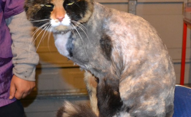 Jersey is a Long Hair Domestic. She had her matted fur shaved down, nails clipped and ears cleaned.  Pampered by Kylies Cat Grooming Services Also All Size Dogs.