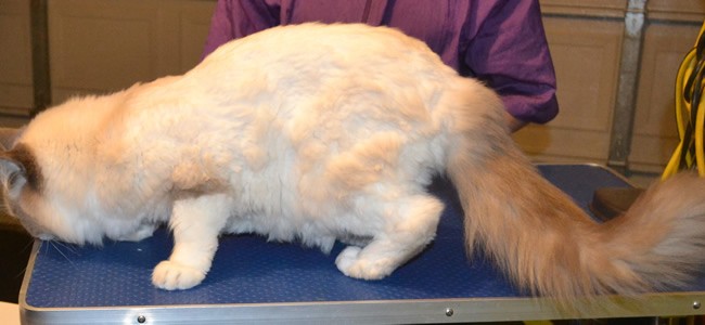 Monster is a Ragdoll. He had hisr fur shaved, nails clipped, ears cleaned and front Blue Softpaw Nail caps.  Pampered by Kylies Cat Grooming services Also All Size Dogs.