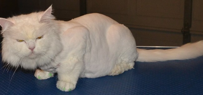 Lennon is a Long hair Domestic. He had his Matted fur shaved off, nails clipped, wash n blow dry and Green Softpaw nail caps.  Pampered by Kylies Cat Grooming Services Also All Size Dogs.