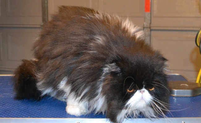 Heilo is a Persian. He had his matted fur shaved off, nails clipped, ears and eyes cleaned, wash n blow-dry and is sporting a little Mohawk.  Pampered by Kylies cat Grooming services Also All Size Dogs.