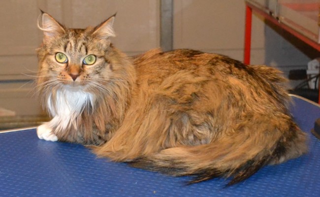 Billy is a Long Hair Domestic. She had her fur shaved down, nails clipped, ears cleaned, wash n blow-dry and Orange Softpaw nail caps.  Pampered by Kylies cat Grooming services Also All Size Dogs.
