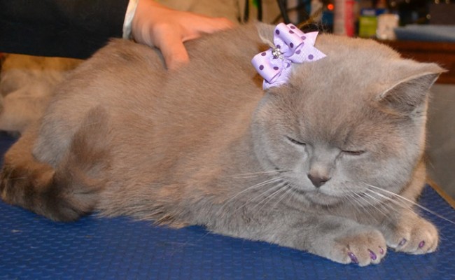Totoro is a British Short Hair, She had her fur raked, nails clipped, wash n blow-dry and a full set of Glitter Purpler Softpaw Nail Caps.  Pampered by Kylies cat Grooming Services Also All Size Dogs.
