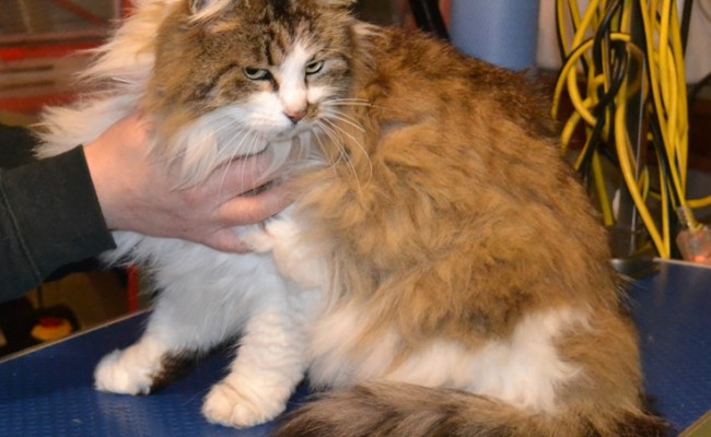 Stalin is a Long Hair Domestic.  She had her matted fur shaved off, nails clipped, ears cleaned and a wash n blow-dry.  Pampered by Kylies Cat Grooming Services Also All Size Dogs.