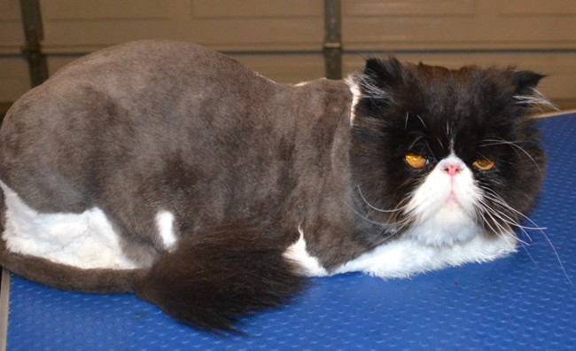 Heilo is a Persian. He had his matted fur shaved off, nails clipped, ears and eyes cleaned, wash n blow-dry and is sporting a little Mohawk.  Pampered by Kylies cat Grooming services Also All Size Dogs.