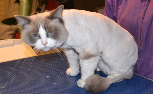 Monster is a Ragdoll. He had hisr fur shaved, nails clipped, ears cleaned and front Blue Softpaw Nail caps.  Pampered by Kylies Cat Grooming services Also All Size Dogs.