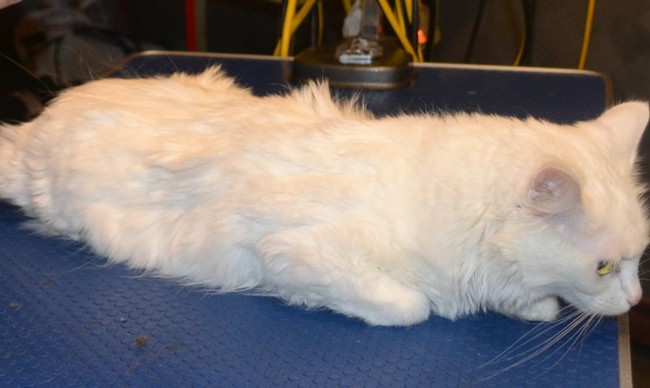 Bai is a Medium Hair Domestic with one blue and one green eye.  She had her fur shaved, nails clipped,and ears cleaned.  Pampered by Kylies Cat Grooming services Also All Size Dogs.