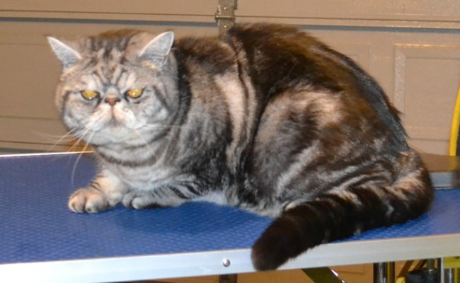 Toumba is an Exotic Persian. He had his fur shaved down, nails clipped, ears and eyes cleaned and a wash n blow-dry.  Pampered by Kylies Cat Grooming Services Also All Size Dogs.