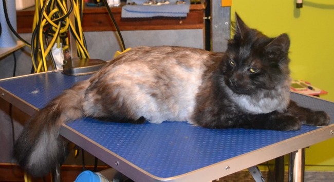 Frank is a Long hair Tabby.  He had a comb clip, nails clipped and ears cleaned.  Pampered by Kylies Cat Grooming Services Also All Size Dogs.