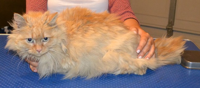 Julio is a Long hair Domestic and is also a female. She had her matted fur shaved off, nails clipped, ears cleaned, 1 month Frontline Flea Applicator and a wash n blow-dry. Pampered by Kylies cat grooming services Also All Size Dogs.