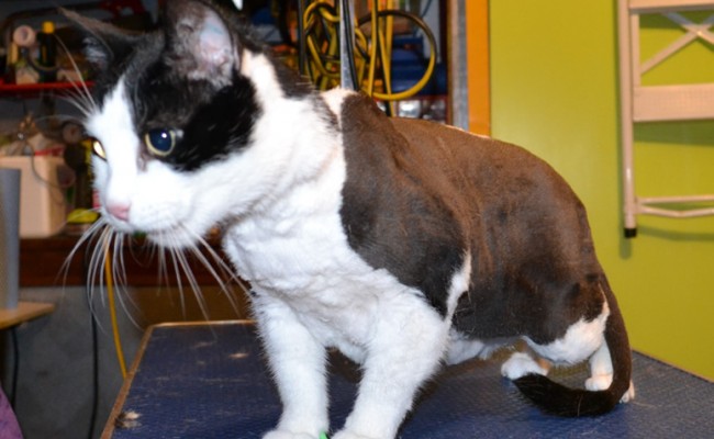 Patchy is a Short hair Domestic. He had his fur shaved down, nails clipped, ears cleaned and Green Softpaw nail Caps.  Pampered by Kylies Cat Grooming Services Also All Size Dogs.