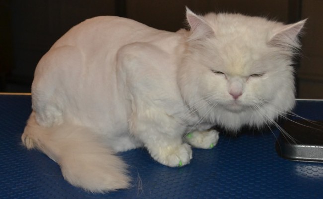 Lennon is a Long hair Domestic. He had his Matted fur shaved off, nails clipped, wash n blow dry and Green Softpaw nail caps.  Pampered by Kylies Cat Grooming Services Also All Size Dogs.