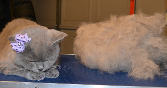 Totoro is a British Short Hair, She had her fur raked, nails clipped, wash n blow-dry and a full set of Glitter Purpler Softpaw Nail Caps.  Pampered by Kylies cat Grooming Services Also All Size Dogs.