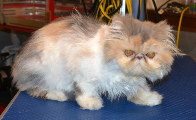 Scarlett is a Persian. She had a Comb clip, nails clipped and ears and eyes cleaned. Pampered by Kylies Cat Grooming Services Also All Size Dogs.