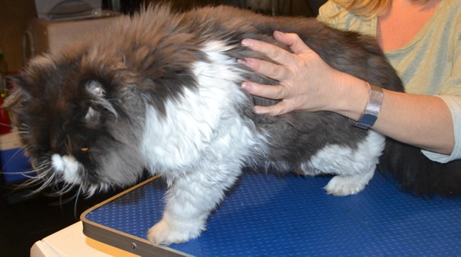 Matilda is a Persian. She had her matted fur shaved down, nails clipped and her eyes and ears cleaned.  Pampered by Kylies Cat Grooming Services Also All Size Dogs.