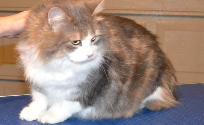 Minx is a Long Hair Moggy. She had her fur shaved, nails clipped and a wash n blow-dry.  Pampered by Kylies Cat Grooming Services Also All Size Dogs.