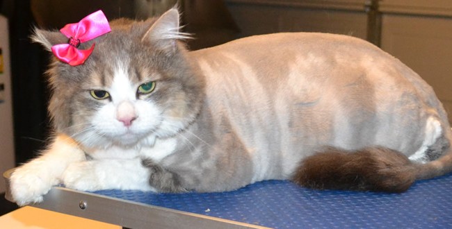 Minx is a Long Hair Moggy. She had her fur shaved, nails clipped and a wash n blow-dry.  Pampered by Kylies Cat Grooming Services Also All Size Dogs.