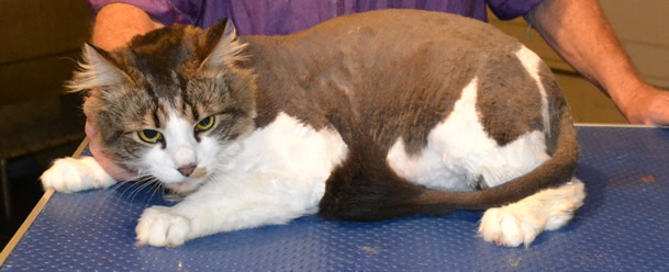 Finnigan is a Mainecoon x Domestic. He had his matted fur shaved off, nails clipped and ears cleaned.  Pampered by Kylies cat grooming services Also All Size Dogs.