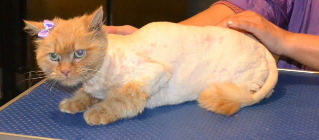 Julio is a Long hair Domestic and is also a female. She had her matted fur shaved off, nails clipped, ears cleaned, 1 month Frontline Flea Applicator and a wash n blow-dry. Pampered by Kylies cat grooming services Also All Size Dogs.