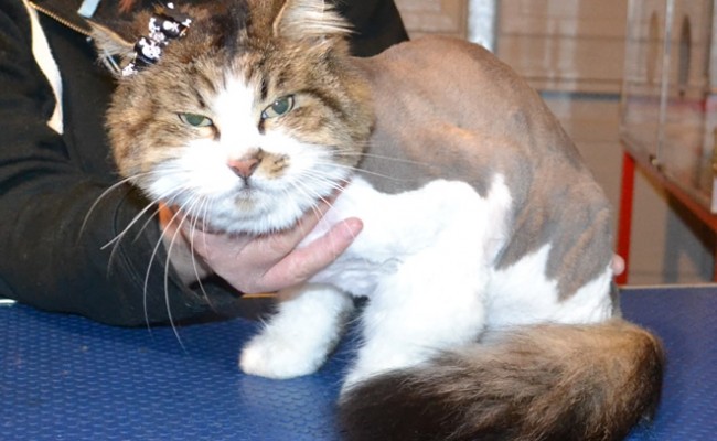 Stalin is a Long Hair Domestic.  She had her matted fur shaved off, nails clipped, ears cleaned and a wash n blow-dry.  Pampered by Kylies Cat Grooming Services Also All Size Dogs.