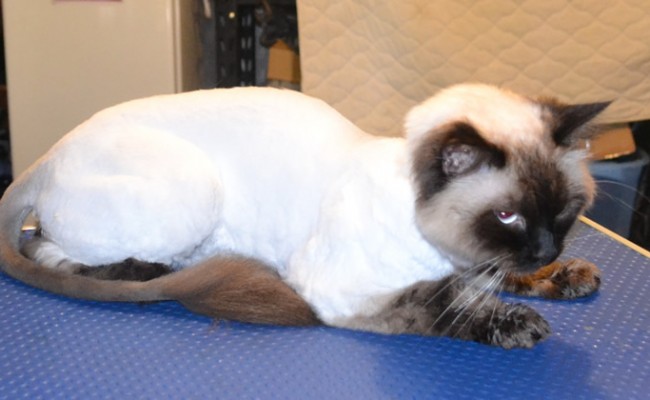 Winston is a Ragdoll. He had his matted fur shaved off, nails clipped, ears cleaned and a wash n blow-dry.  Pampered by Kylies Cat Grooming Services Also All Size Dogs.