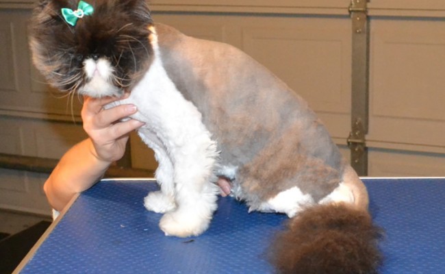 Matilda is a Persian. She had her matted fur shaved down, nails clipped and her eyes and ears cleaned.  Pampered by Kylies Cat Grooming Services Also All Size Dogs.