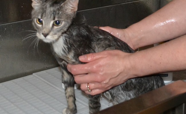 Tiger is a 3 Month Old Short Hair Domestic.  He had his nails clipped, wash n blow-dry and some Black Softpaw nail Caps.  Pampered by Kylies Cat Grooming Services Also All Size Dogs.