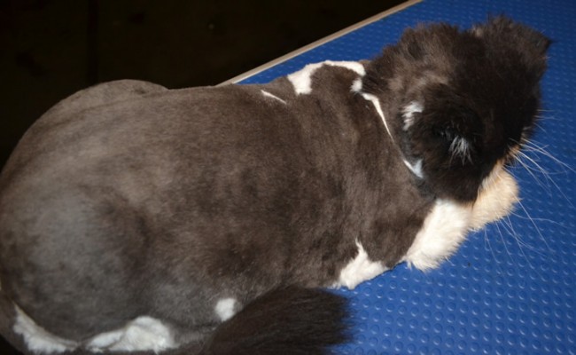 Heilo is a Persian. He had his matted fur shaved off, nails clipped, ears and eyes cleaned, wash n blow-dry and is sporting a little Mohawk.  Pampered by Kylies cat Grooming services Also All Size Dogs.