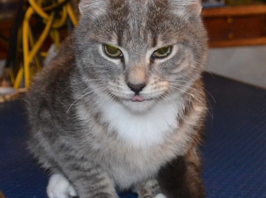 Tiger is a 3 Month Old Short Hair Domestic.  He had his nails clipped, wash n blow-dry and some Black Softpaw nail Caps.  Pampered by Kylies Cat Grooming Services Also All Size Dogs.
