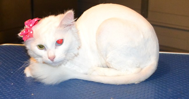 Bai is a Medium Hair Domestic with one blue and one green eye.  She had her fur shaved, nails clipped,and ears cleaned.  Pampered by Kylies Cat Grooming services Also All Size Dogs.