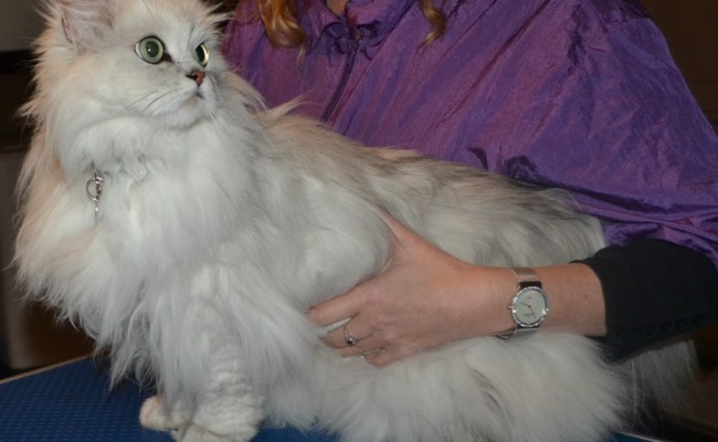 Prince is a Chinchilla. He had his matted fur shaved off and nails clipped. You can see where he ripped his mat off from his skin.  Pampered by Kylies Cat Grooming Services Also All Size Dogs.