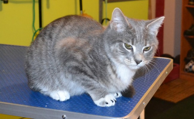Tiger is a 3 Month Old Short Hair Domestic.  He had his nails clipped, wash n blow-dry and some Black Softpaw nail Caps.  Pampered by Kylies Cat Grooming Services Also All Size Dogs.