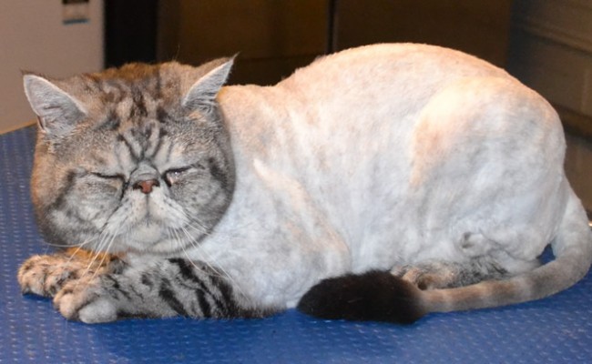 Toumba is an Exotic Persian. He had his fur shaved down, nails clipped, ears and eyes cleaned and a wash n blow-dry.  Pampered by Kylies Cat Grooming Services Also All Size Dogs.