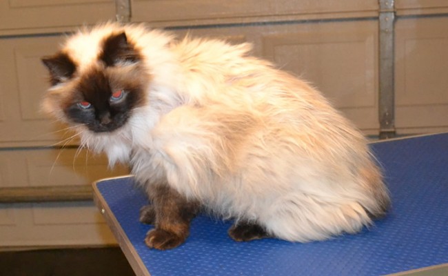 Lilly is a Ragdoll. She had her matted fur shaved off, nails clipped, ears cleaned and a wash n blow-dry. She is wearing her new bumble bee outfit she got from me. Pampered by Kylies Cat Grooming Services Also All Size Dogs.