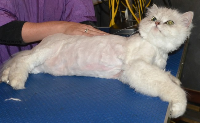 Prince is a Chinchilla. He had his matted fur shaved off and nails clipped. You can see where he ripped his mat off from his skin.  Pampered by Kylies Cat Grooming Services Also All Size Dogs.