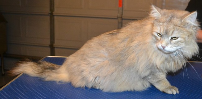 Odie is a Norwegian Forest Cat.  He had his fur comb clipped, brush-out, nails clipped and a wash n blow-dry.  Pampered by Kylies Cat Grooming services Also All Size Dogs.