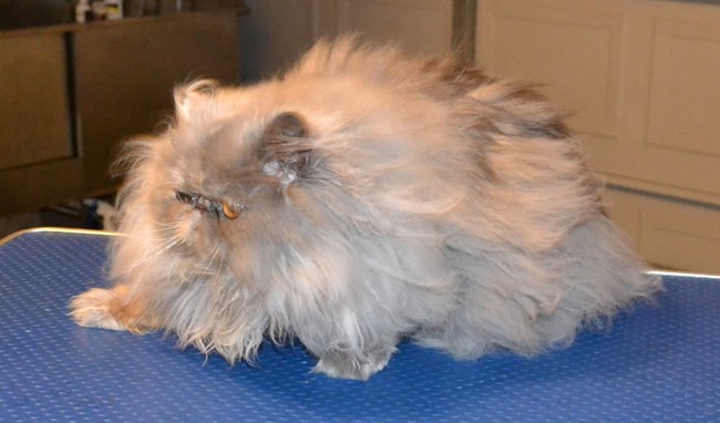 Evey is a 10 month old Persian. She had her matted fur shaved down, nails clipped, ears and eyes cleaned and a wash n blow-dry.  Pampered by Kylies Cat Grooming Services Also All Size Dogs.